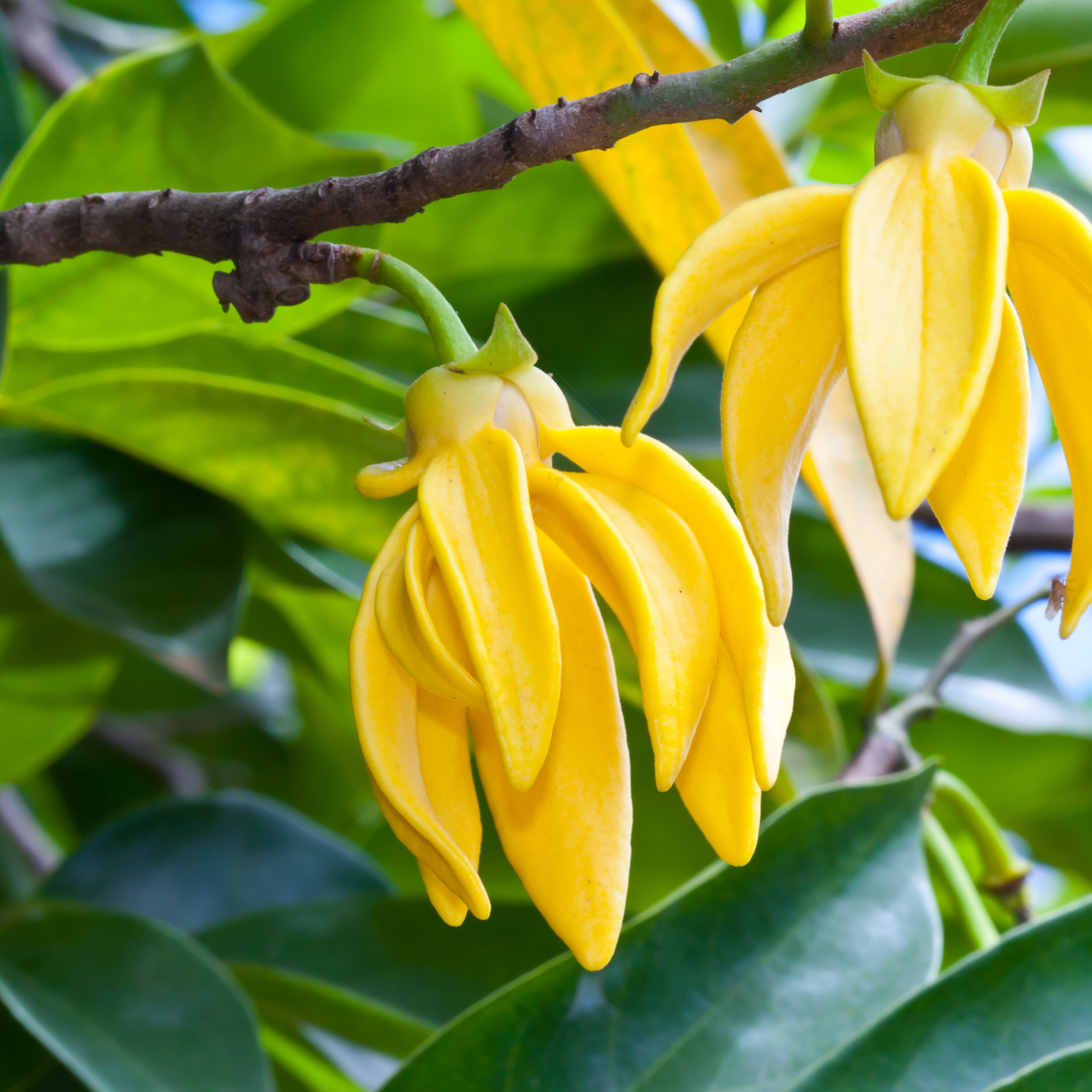 Ylang Ylang Essential Oil – Mood & Stress Support