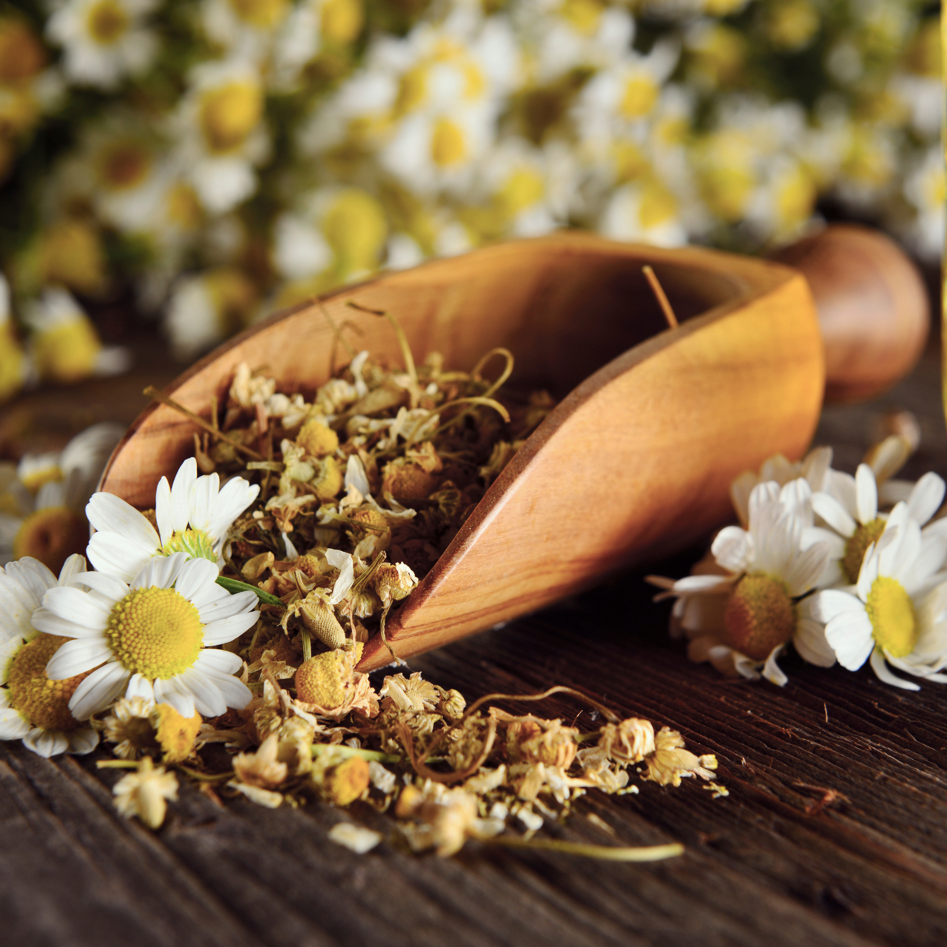 Chamomile Essential Oil – Calming & Sleep Aid
