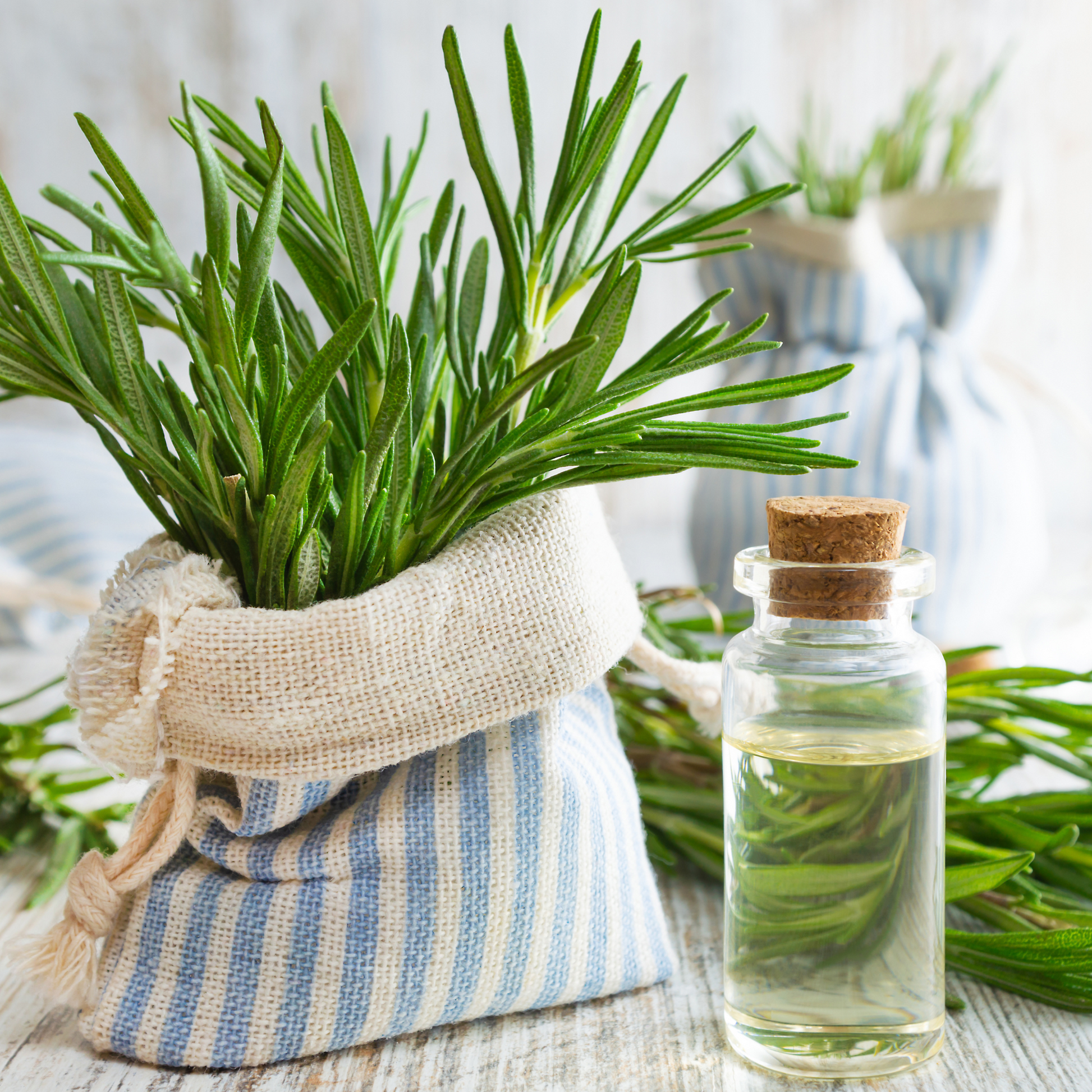 Rosemary Essential Oil – Focus & Hair Health